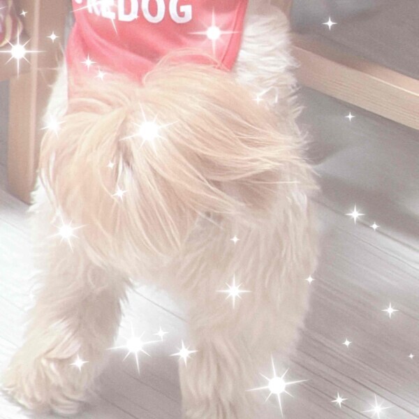 ‪ฅ''♡.·*.