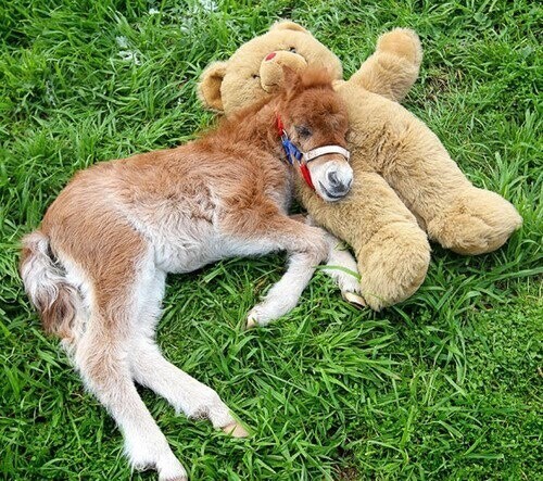 ありがとうございました🐴