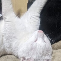 足ピーン😺