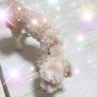 ฅ՞•ﻌ•՞ฅ♡