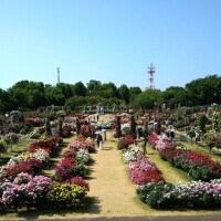 初✨バラ園🌹