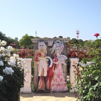 バラと言えば🌹