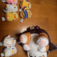 ぴよりーな🐥&モフサンド😹