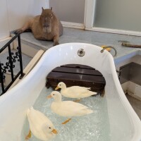 ベストショット