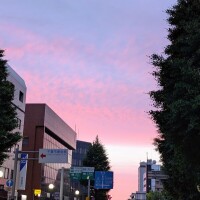 今夜はこれ♪
