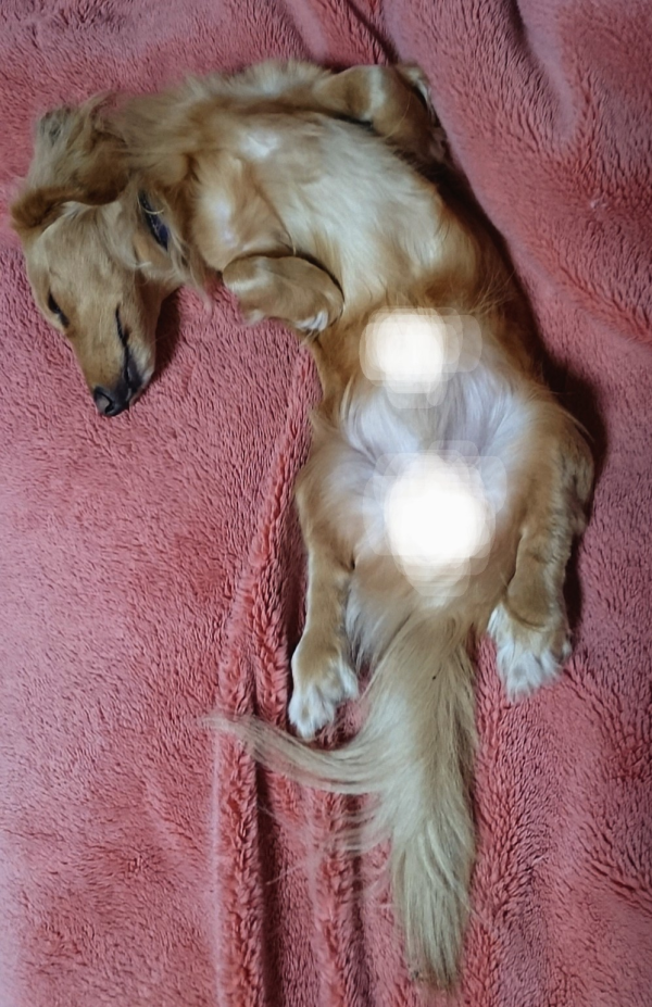 ダックスあるある⊂ﾟＵ┬───┬~🐾