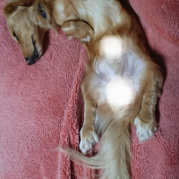 ダックスあるある⊂ﾟＵ┬───┬~🐾