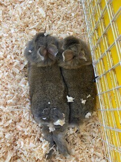 本日お休み🎀