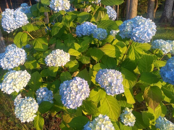 紫陽花✨
