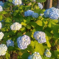 紫陽花✨