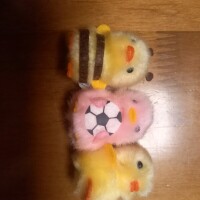 ぴよりーな🐥🐤✨