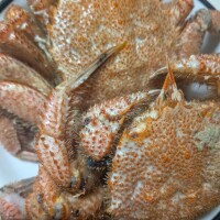 かにかに🦀
