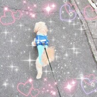 お散歩･ᴥ･