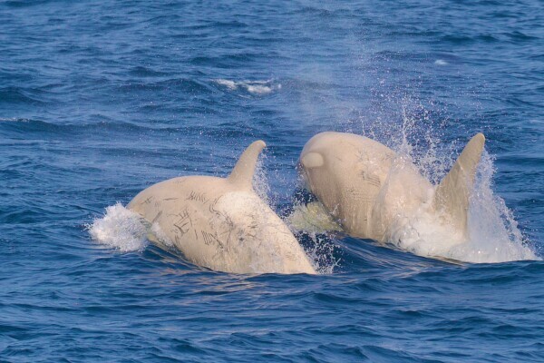 いつか