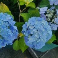 今年も