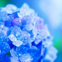 明日は
