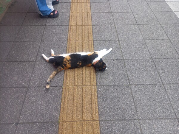 かわいいなぁ😹