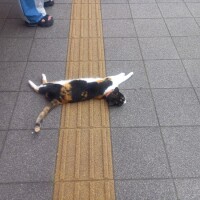 かわいいなぁ😹
