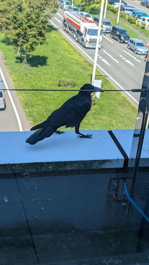 大きい🐦‍⬛∗*ﾟ