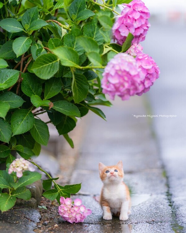 ☘️おはようございます☘️