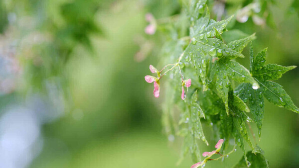 雨*☂︎⋆̩