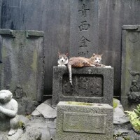 あやめ