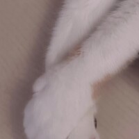 愛猫