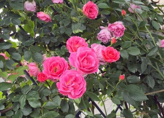 イベント開催中！?