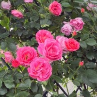 イベント開催中！?