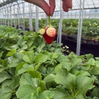 いちご狩り
