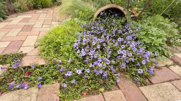 春が待ち遠しい?