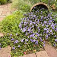 春が待ち遠しい?