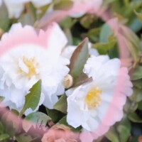 2/20 Mさま お礼? 夜のお仕事もがんばってね?