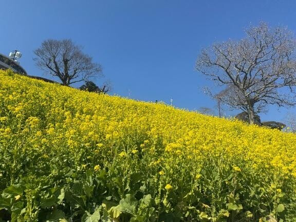 春に近づいていってますね?