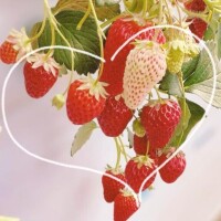 3/12 Ｋさま お礼? ゆっくりおやすみなさい?