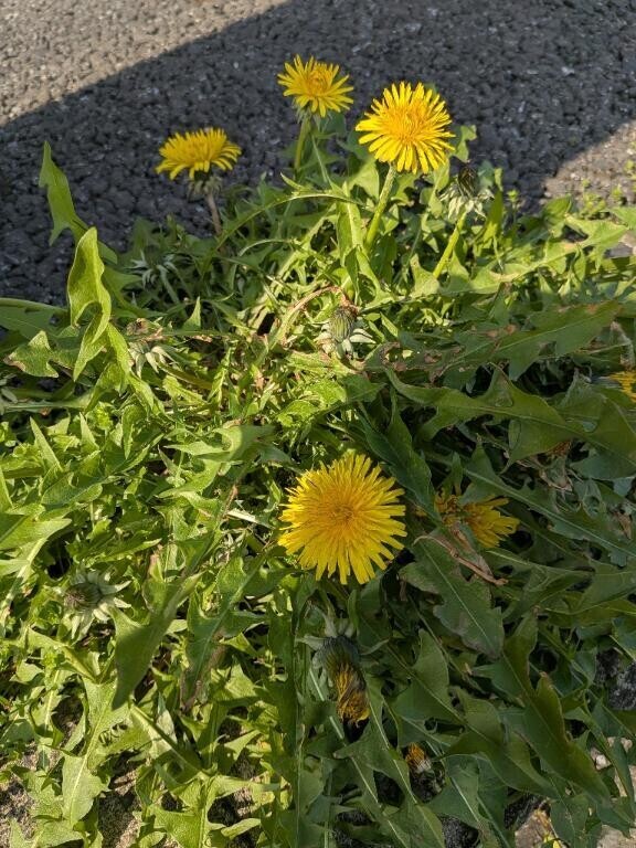 春みっけ?