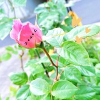 3/30 Ｋさま お礼? ずっと褒めてもらっちゃった?