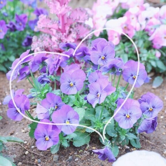 4/2 Mさま お礼?　最速リピでした?