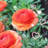 4/9 Nさま お礼? 沢山ドキドキしちゃった?