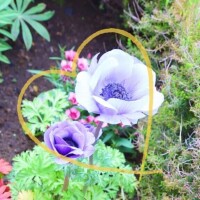 4/9 Hさま お礼? 水分たくさんとってね?