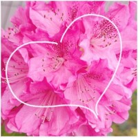 4/13 Wさま お礼? 次はじっくり…?