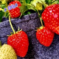この時期の楽しみ♪