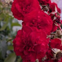 何のお花、好き？？