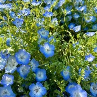 一ノ瀬　杏