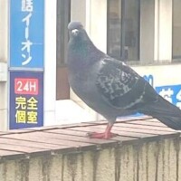 かりん