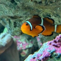 ふうか