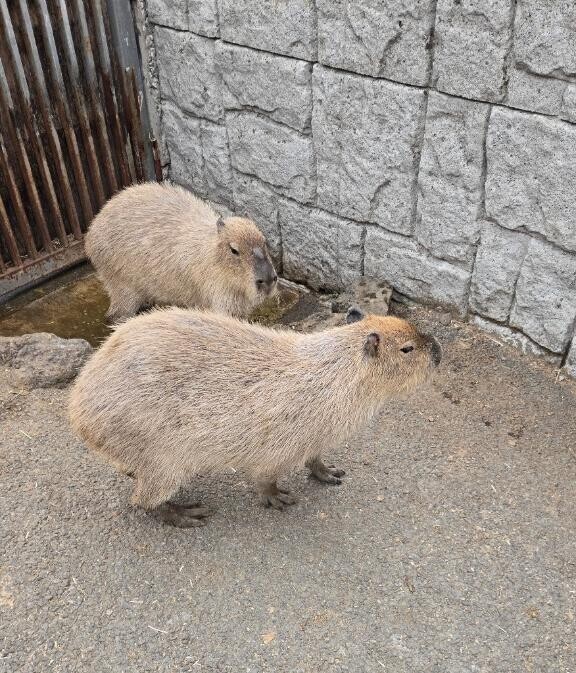 本日出勤します?