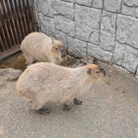 ことは