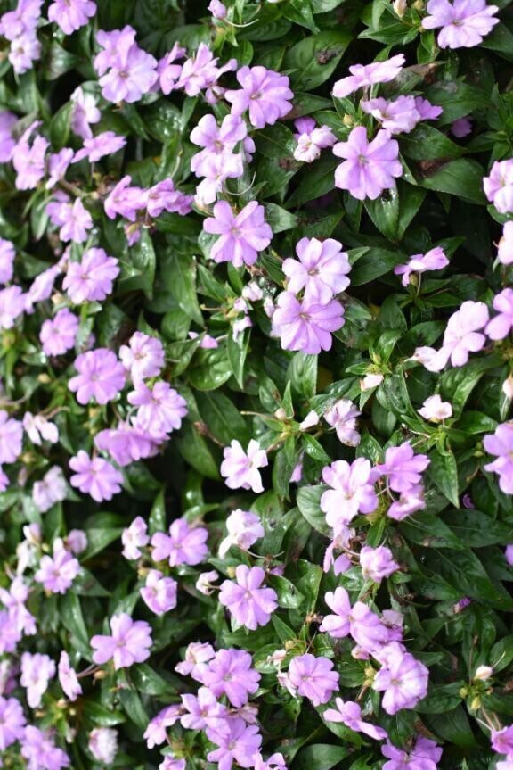 変更になりました?