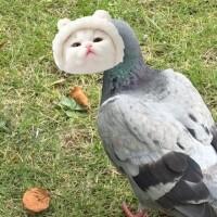 ありがと